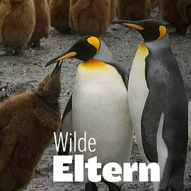 [夸克下载][大自然中的父母之爱 第一季][全2集][HDTV-TS/每集约3G][国语中字][1080i][CCTV9源码录制]-影音屋