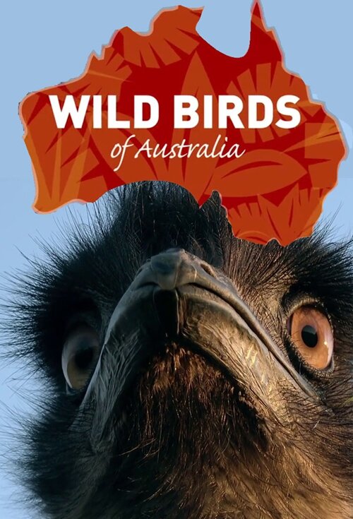 [BT下载][澳大利亚的野生鸟类 Wild Birds of Australia 第一季][全04集][英语中字][MKV][1080P][WEB+中文字幕-影音屋