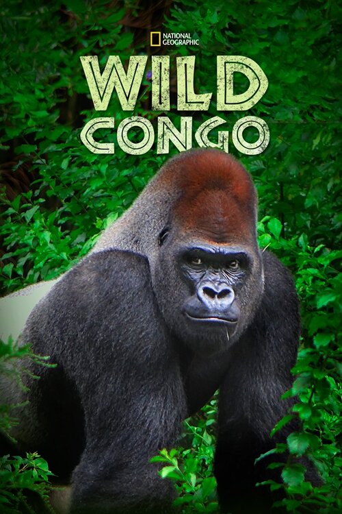 [BT下载][狂野刚果 Wild Congo 第一季][全02集][英语中字][MKV][1080P][WEB+中文字幕]-影音屋