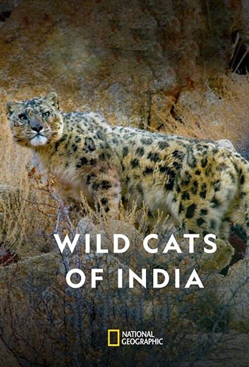 [BT下载][印度野生大猫 Wild Cats of India 第一季][全02集][英语中字][MKV][1080P][WEB+中文字幕]-影音屋