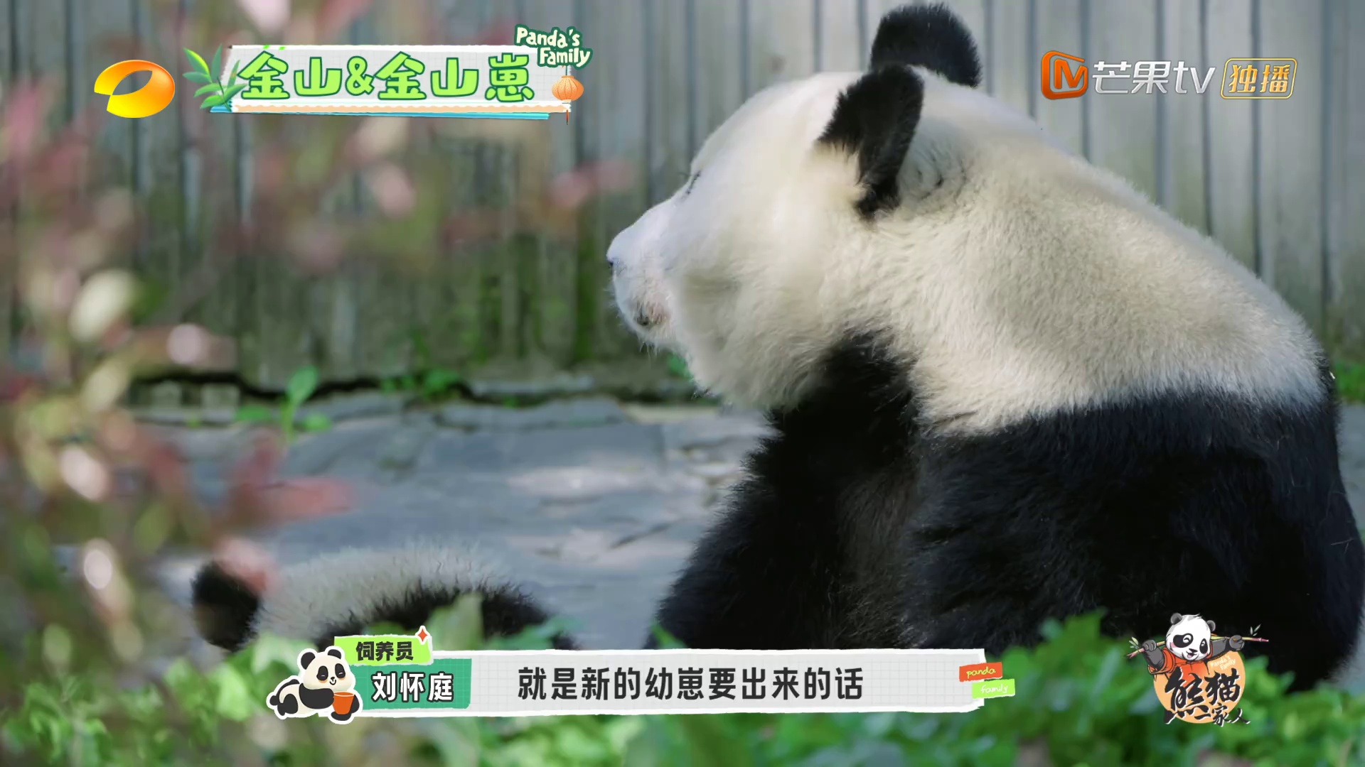图片[6]-[BT下载][熊猫一家人][全10集][WEB-MP4/12.97G][国语配音/中文字幕][1080P][流媒体][ColorTV]-影音屋