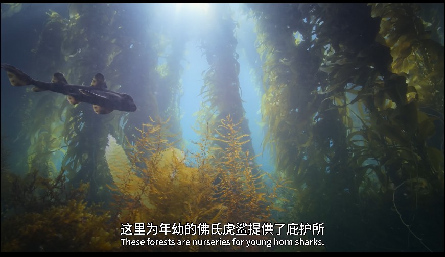 图片[3]-[网盘下载][地球脉动 第三季][全8集][WEB-MKV/20G][英语中字][4K-2160P][H265][流媒体][纪录片]-影音屋