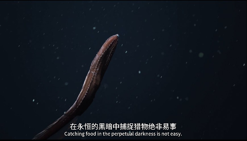 图片[5]-[网盘下载][地球脉动 第三季][全8集][WEB-MKV/20G][英语中字][4K-2160P][H265][流媒体][纪录片]-影音屋