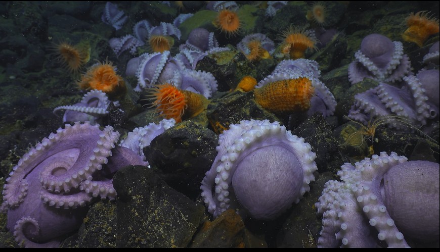 图片[6]-[网盘下载][地球脉动 第三季][全8集][WEB-MKV/20G][英语中字][4K-2160P][H265][流媒体][纪录片]-影音屋