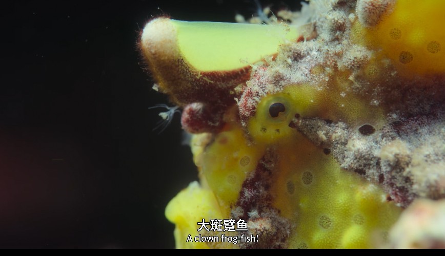 图片[2]-[网盘下载][地球脉动 第三季][全8集][WEB-MKV/20G][英语中字][4K-2160P][H265][流媒体][纪录片]-影音屋