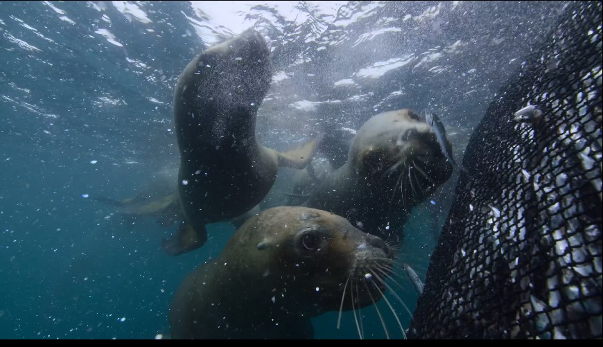 图片[7]-[网盘下载][地球脉动 第三季][全8集][WEB-MKV/20G][英语中字][4K-2160P][H265][流媒体][纪录片]-影音屋