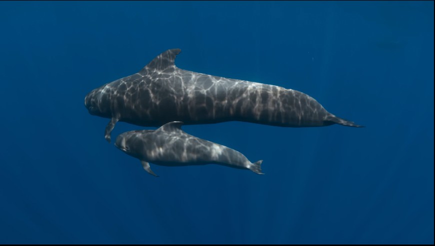 图片[4]-[网盘下载][地球脉动 第三季][全8集][WEB-MKV/20G][英语中字][4K-2160P][H265][流媒体][纪录片]-影音屋