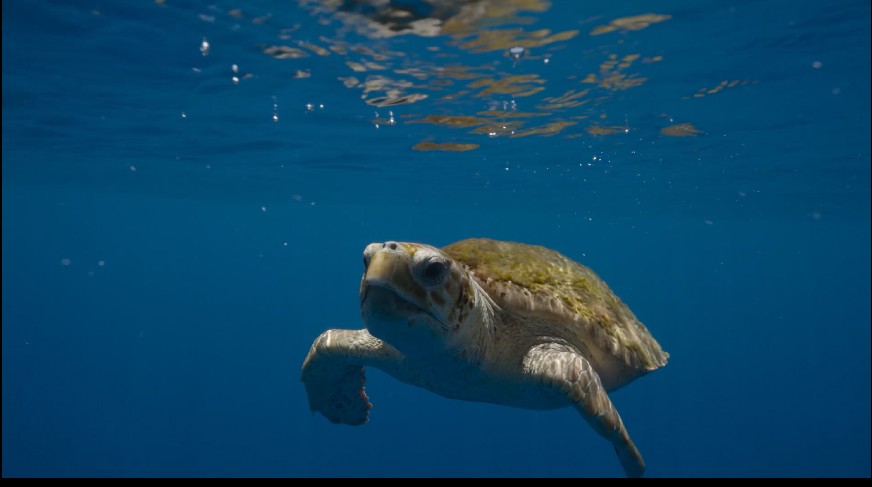 图片[9]-[网盘下载][地球脉动 第三季][全8集][WEB-MKV/20G][英语中字][4K-2160P][H265][流媒体][纪录片]-影音屋