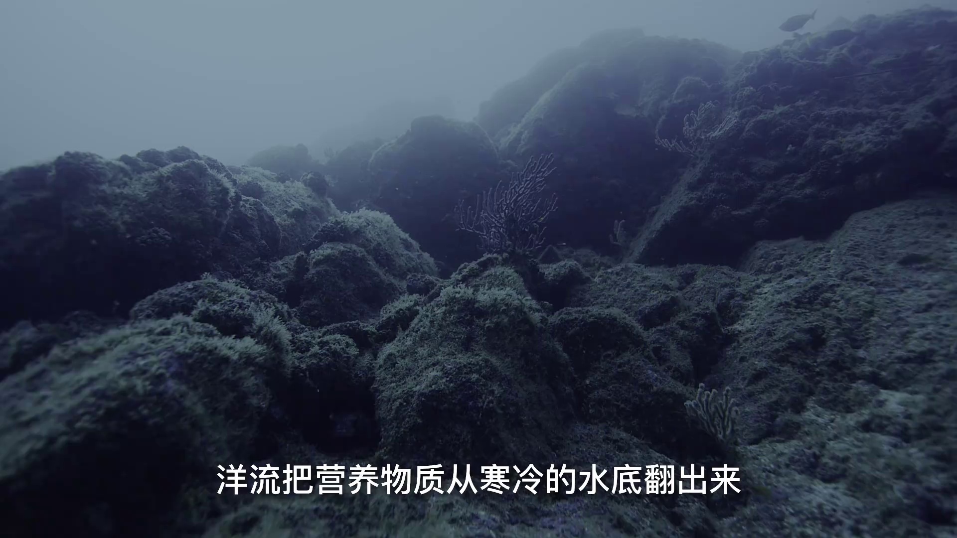 图片[3]-狂野太平洋[中文字幕].The.Wild.Pacific.2016.1080p.WEB-DL.H264.AAC-PandaQT 0.64GB-影音屋