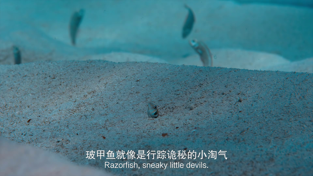 图片[3]-海豚礁[中文字幕].Dolphin.Reef.2020.2160p.WEB-DL.H265.AAC-PandaQT 2.09GB-影音屋