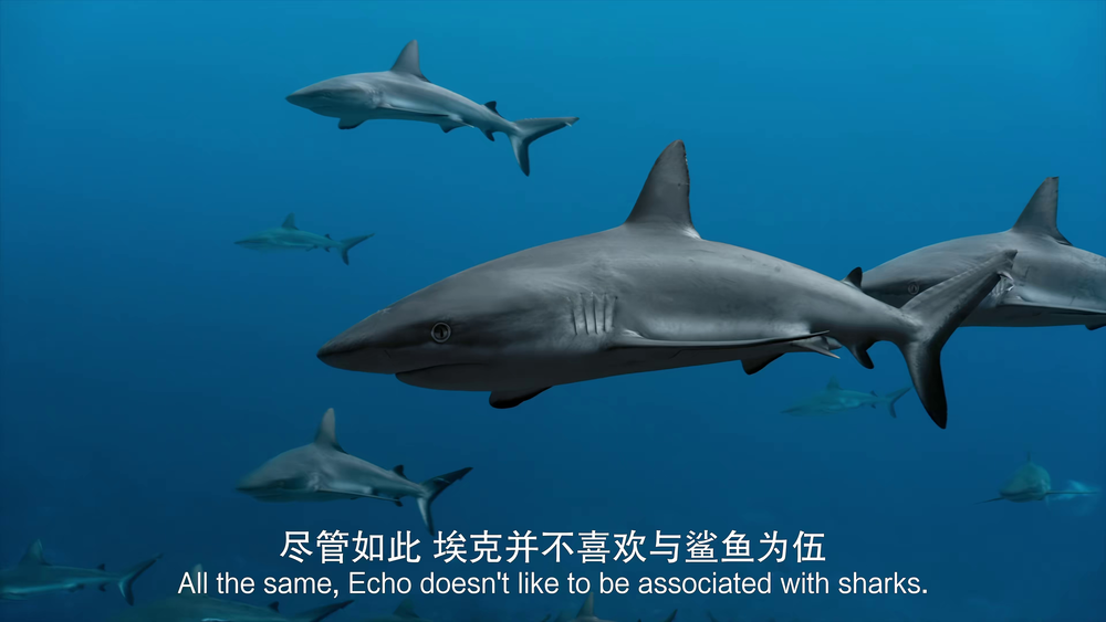 图片[2]-海豚礁[中文字幕].Dolphin.Reef.2020.2160p.WEB-DL.H265.AAC-PandaQT 2.09GB-影音屋