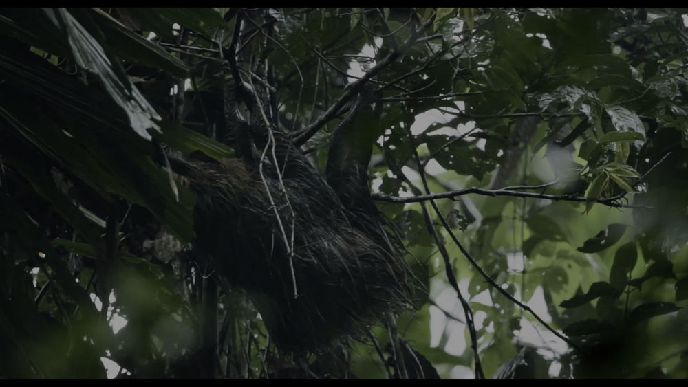 图片[2]-迷失丛林[简繁英字幕].Lost.in.the.Jungle.2025.2160p.DSNP.WEB-DL.DDP.5.1.HDR10.H.265-DreamHD 10.03GB-影音屋