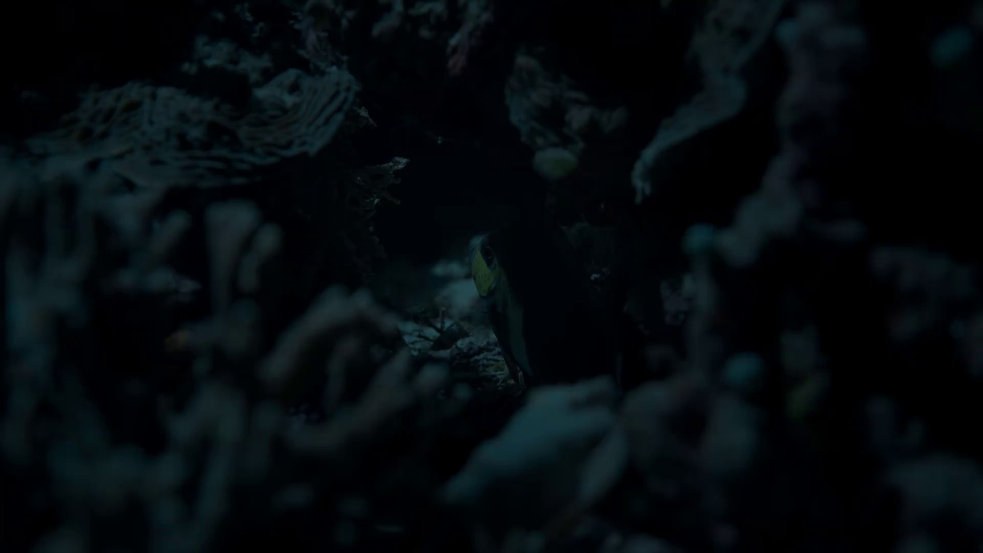 图片[5]-海豚礁[中文字幕].Dolphin.Reef.2020.1080p.WEB-DL.H264.AAC-PandaQT 1.00GB-影音屋