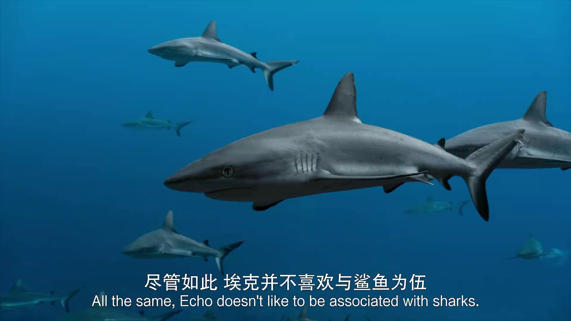 图片[2]-海豚礁[中文字幕].Dolphin.Reef.2020.1080p.WEB-DL.H264.AAC-PandaQT 1.00GB-影音屋