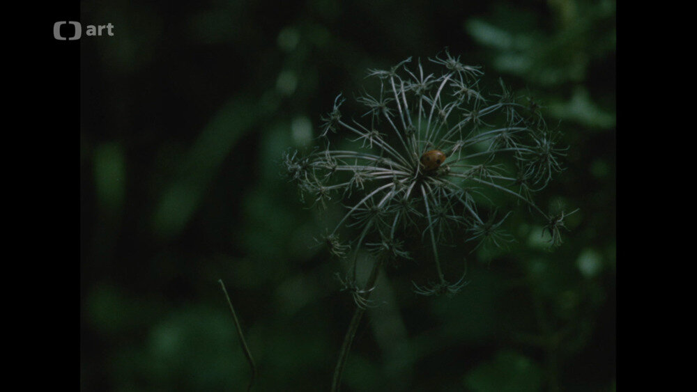 图片[4]-蕨草的阴影[英文字幕].Stin.kapradiny.1984.1080p.WEB.AAC.x264-PAMETNiK 3.84GB-影音屋