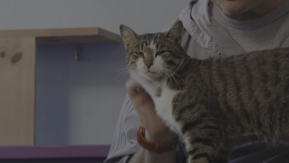 图片[3]-喵星人的奇思妙想[简繁英字幕].Inside.the.Mind.of.a.Cat.2022.2160p.NF.WEB-DL.HDR.H.265.DDP5.1-QuickIO 8.35GB-影音屋