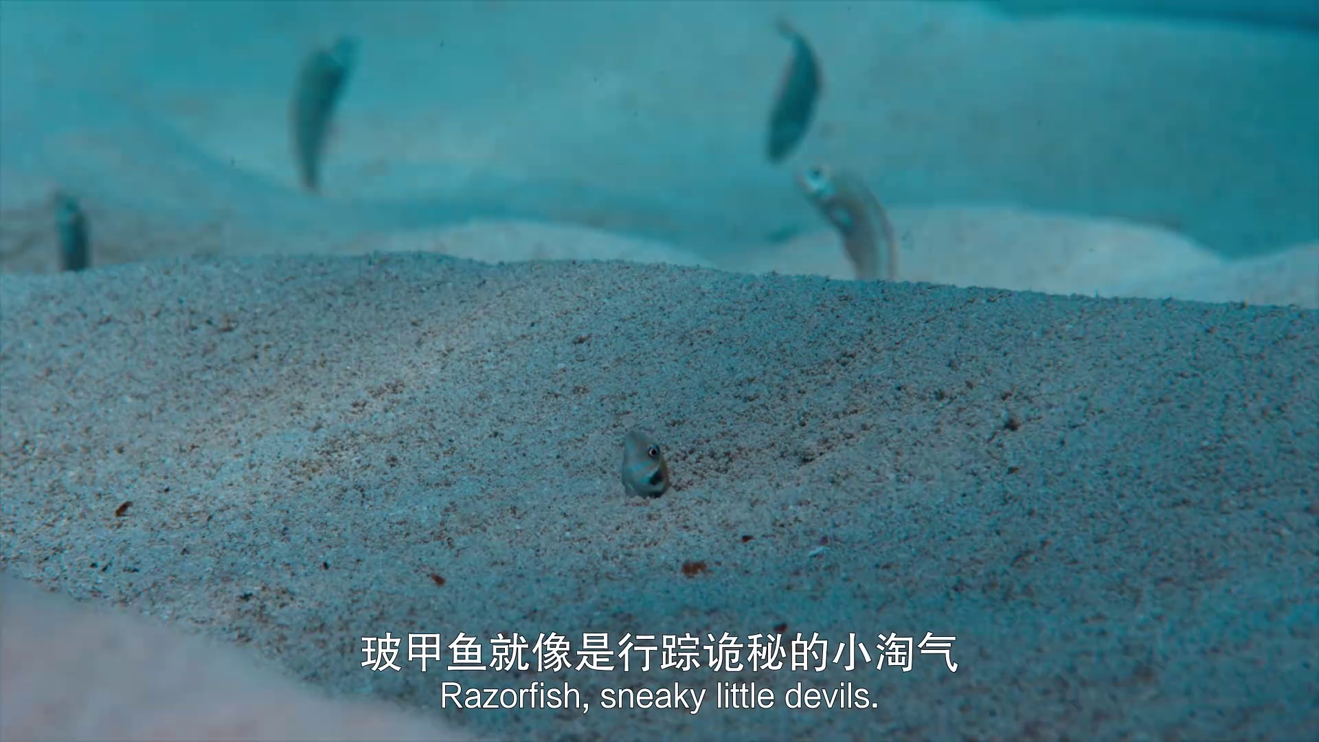 图片[3]-海豚礁[中文字幕].Dolphin.Reef.2020.1080p.WEB-DL.H264.AAC-PandaQT 1.00GB-影音屋