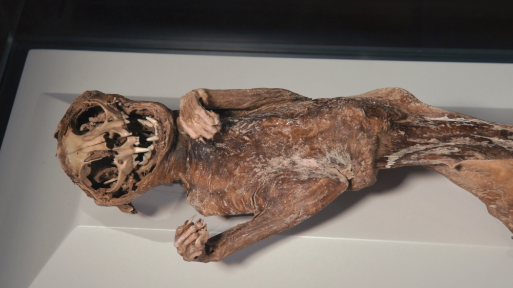 图片[5]-[BT下载][喵星人的奇思妙想][WEB-MKV/5.86GB][简繁英字幕][4K-2160P][H265编码][流媒体][QuickIO]-影音屋