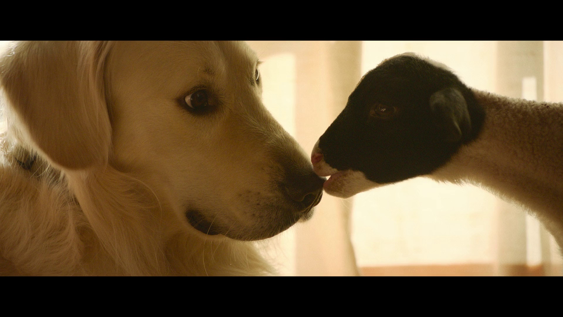 图片[6]-[BT下载][最大的小小农场：回归][WEB-MKV/1.66GB][国英多音轨/简繁英字幕][1080P][流媒体][PandaQT]-影音屋