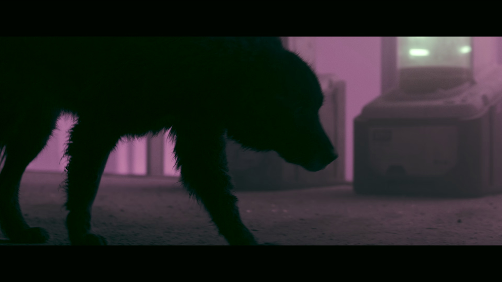 图片[6]-[BT下载][银翼杀手2049][WEB-MKV/28.79GB][简繁英字幕][4K-2160P][杜比视界版本][H265编码][流媒体][PandaQT]-影音屋