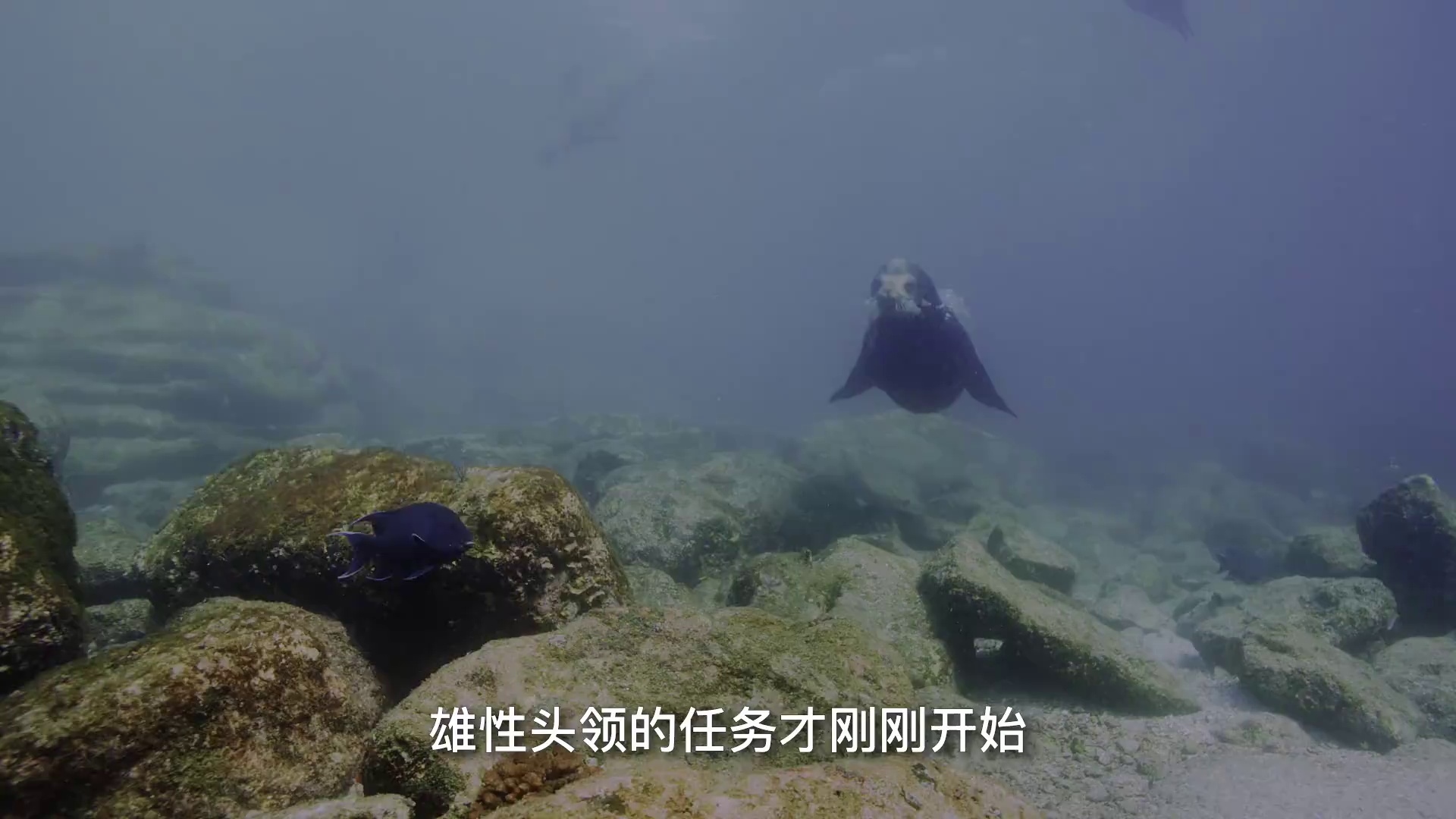 图片[4]-[BT下载][狂野太平洋][WEB-MP4/0.64GB][中文字幕][1080P][流媒体][PandaQT]-影音屋