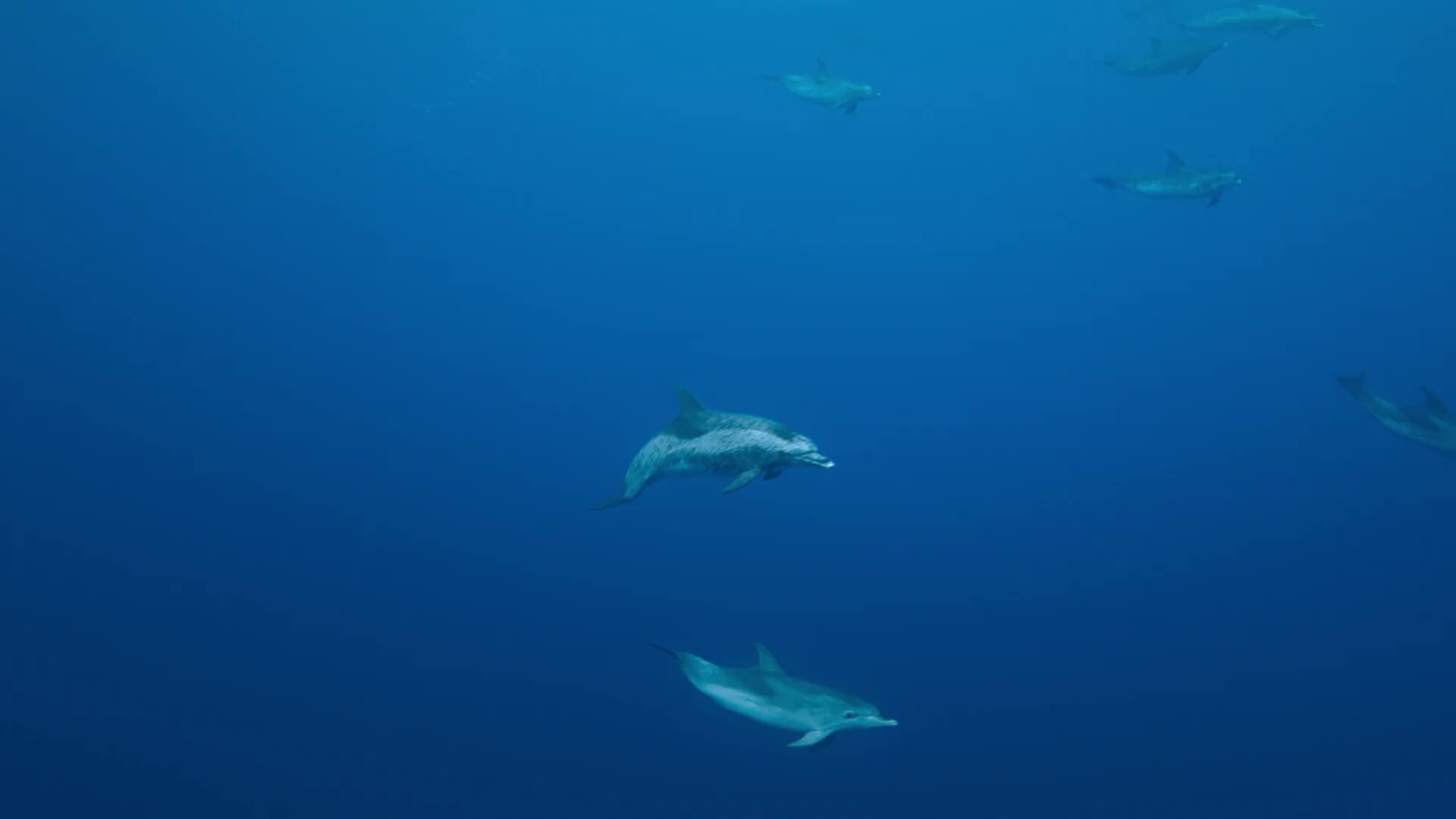 图片[7]-[BT下载][摄影师贝尔蒂与海豚零距离][WEB-MKV/2.47GB][简繁英字幕][1080P][流媒体][DreamHD]-影音屋