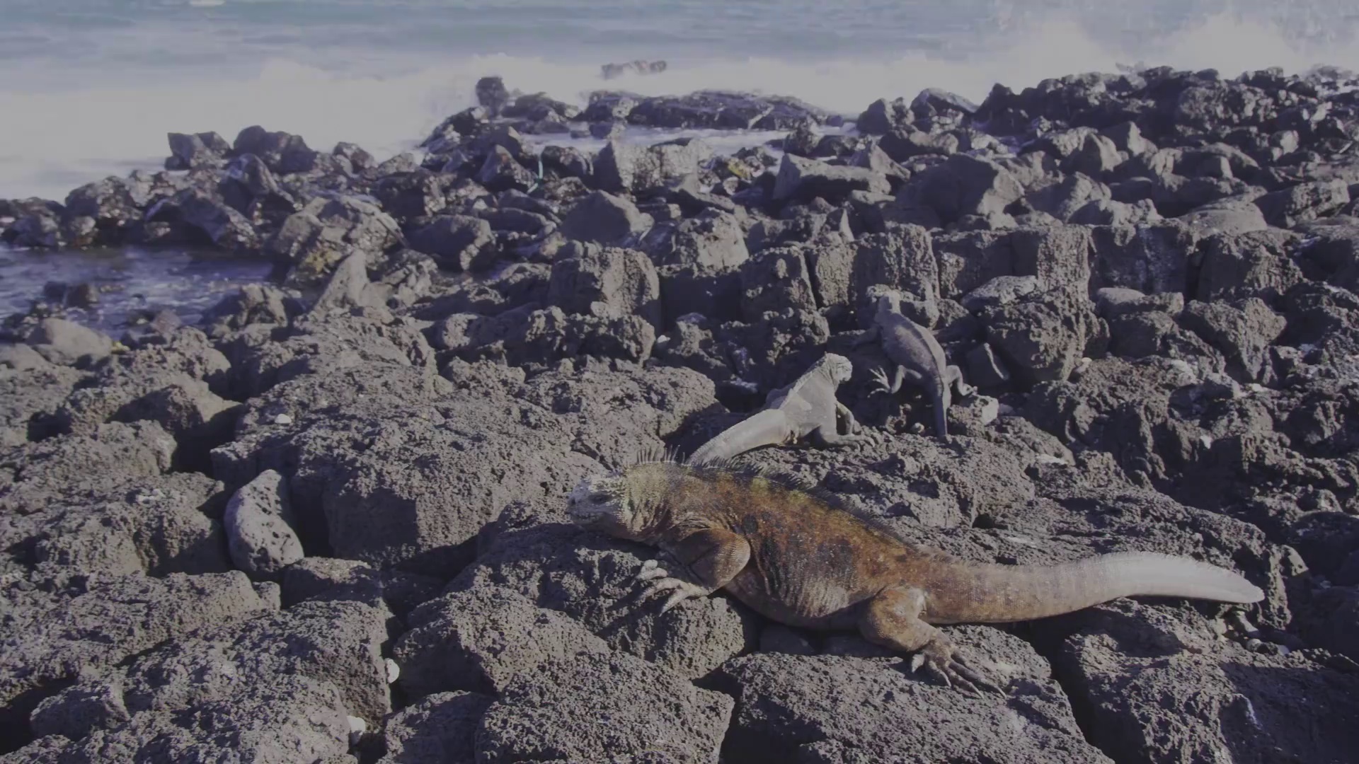 图片[7]-[BT下载][狂野太平洋][WEB-MP4/0.64GB][中文字幕][1080P][流媒体][PandaQT]-影音屋