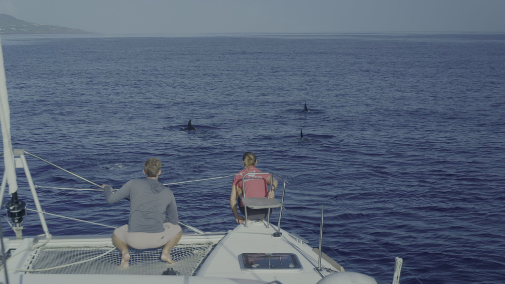 图片[4]-[BT下载][摄影师贝尔蒂与海豚零距离][WEB-MKV/5.10GB][简繁英字幕][4K-2160P][HDR版本][H265编码][流媒体][DreamHD]-影音屋