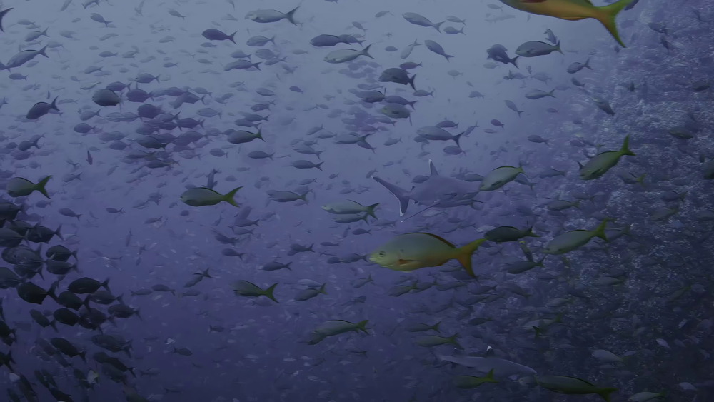 图片[6]-[BT下载][狂野太平洋][WEB-MP4/1.34GB][中文字幕][4K-2160P][H265编码][流媒体][PandaQT]-影音屋