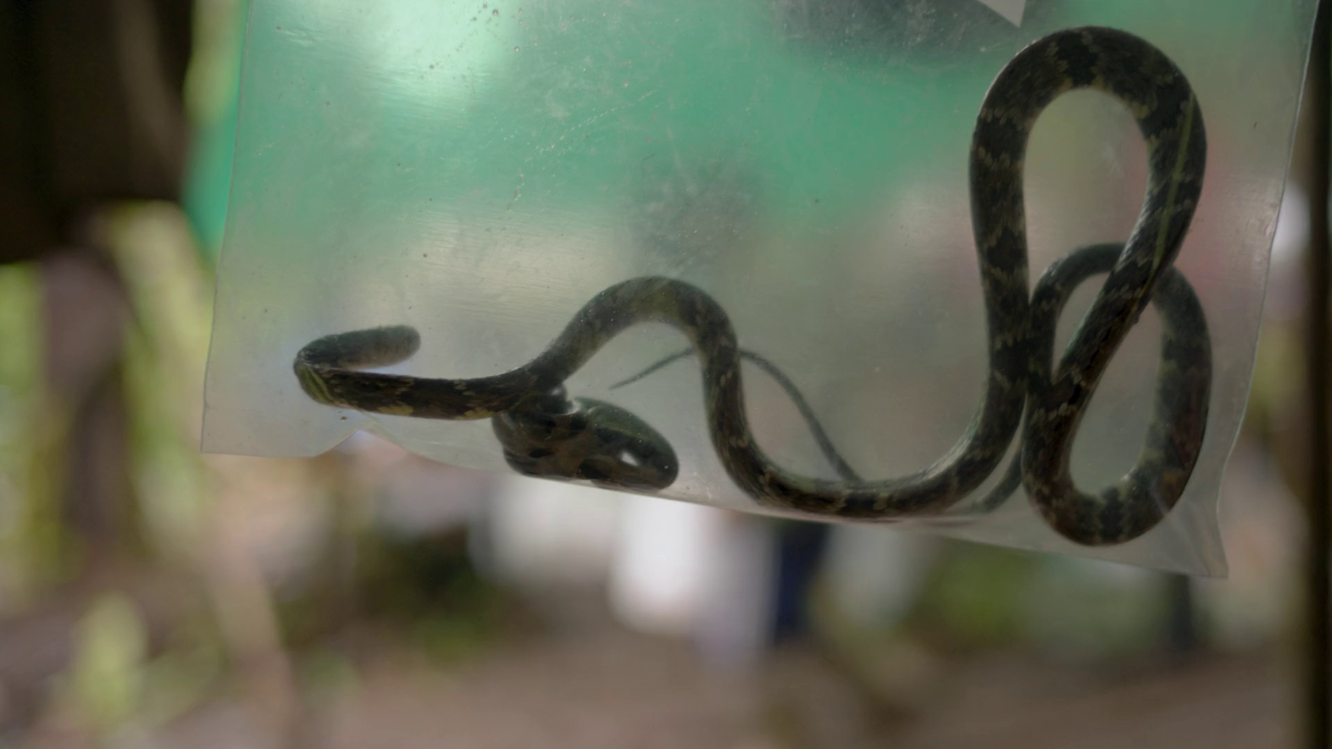 图片[3]-[BT下载][探险家：攀登特普伊山脉][WEB-MKV/3.31GB][国英多音轨/简繁英字幕][1080P][流媒体][PandaQT]-影音屋