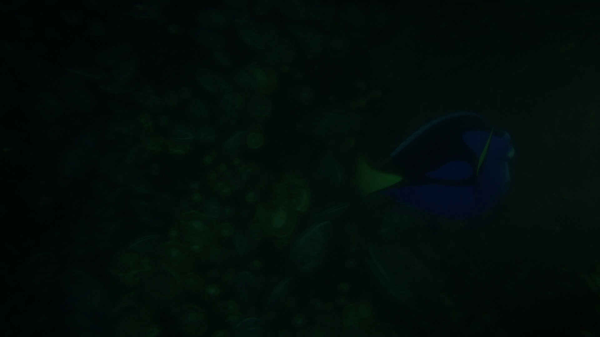 图片[5]-[BT下载][海底总动员2：多莉去哪儿][WEB-MKV/5.81GB][无字片源][1080P][流媒体][PandaQT]-影音屋