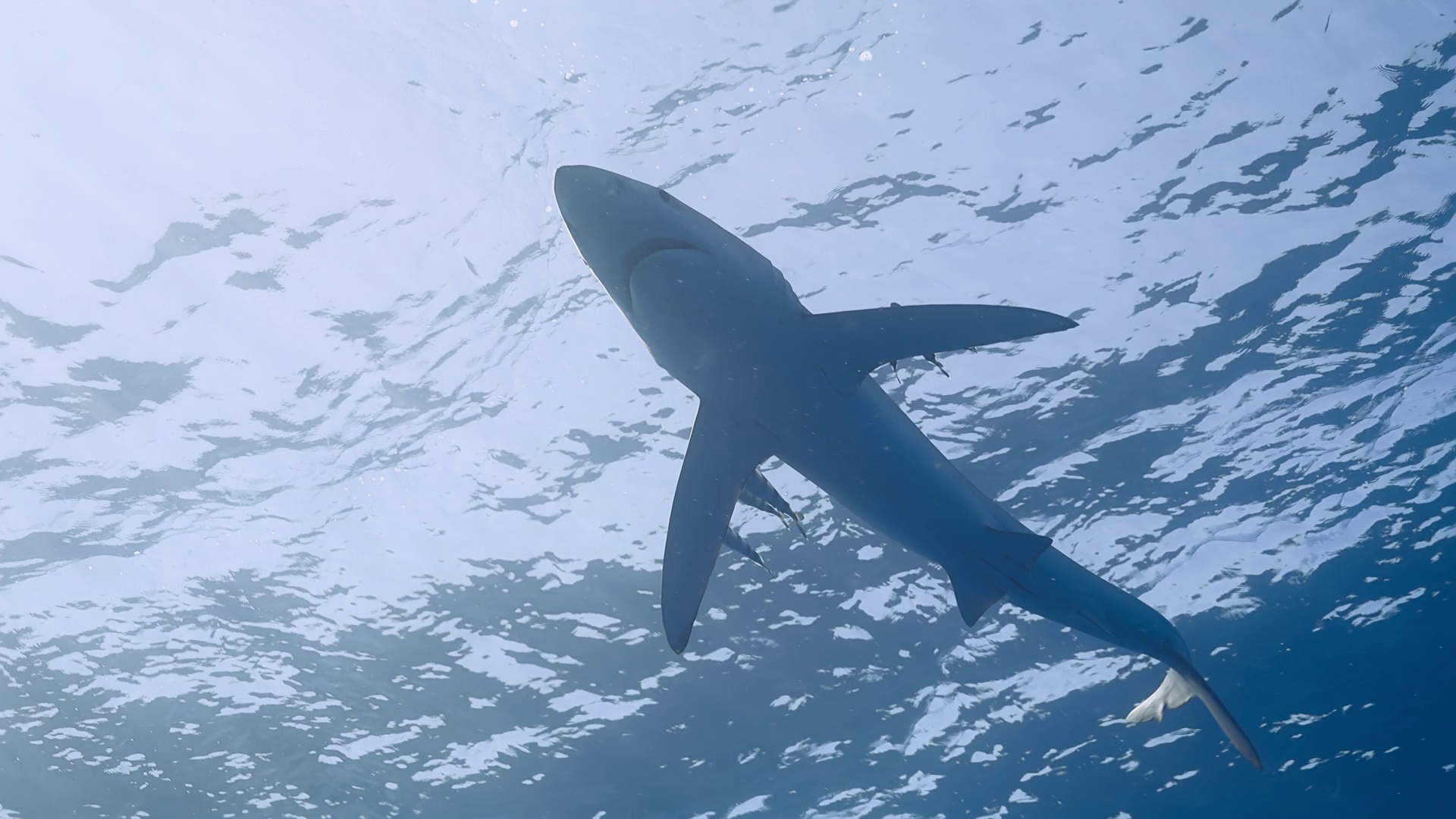 图片[6]-[BT下载][摄影师贝尔蒂与海豚零距离][WEB-MKV/2.47GB][简繁英字幕][1080P][流媒体][DreamHD]-影音屋