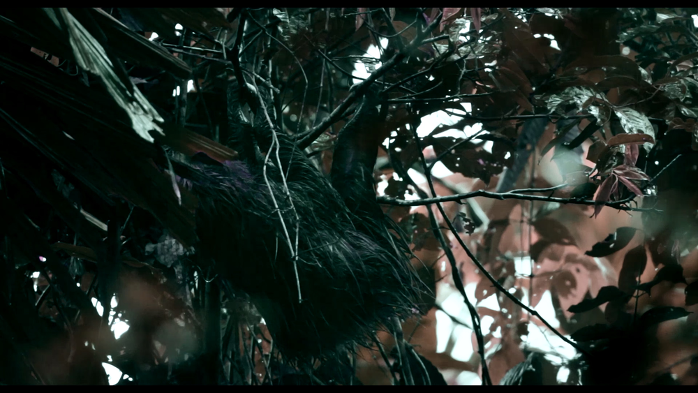 图片[2]-[BT下载][迷失丛林][WEB-MKV/11.00GB][简繁英字幕][4K-2160P][杜比视界版本][H265编码][流媒体][DreamHD]-影音屋