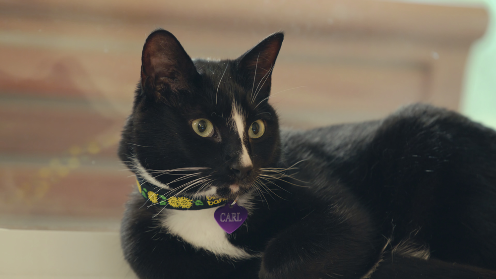 图片[2]-[BT下载][喵星人的奇思妙想][WEB-MKV/5.86GB][简繁英字幕][4K-2160P][H265编码][流媒体][QuickIO]-影音屋