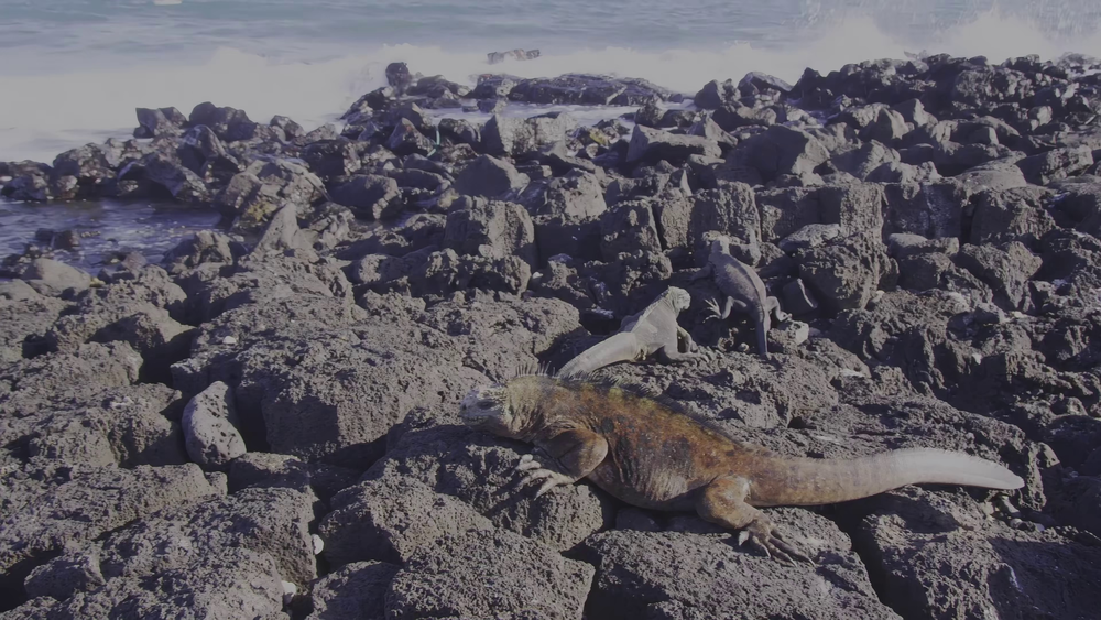 图片[7]-[BT下载][狂野太平洋][WEB-MP4/1.34GB][中文字幕][4K-2160P][H265编码][流媒体][PandaQT]-影音屋