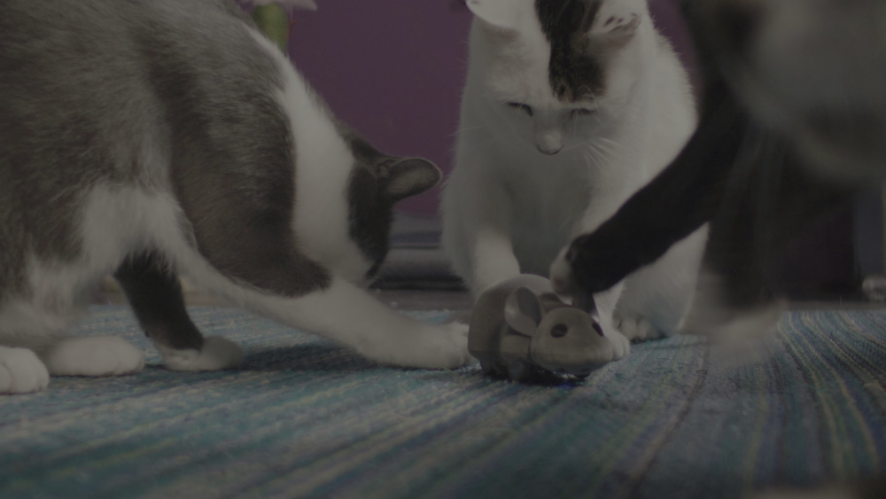 图片[6]-[BT下载][喵星人的奇思妙想][WEB-MKV/8.35GB][简繁英字幕][4K-2160P][HDR版本][H265编码][流媒体][QuickIO]-影音屋