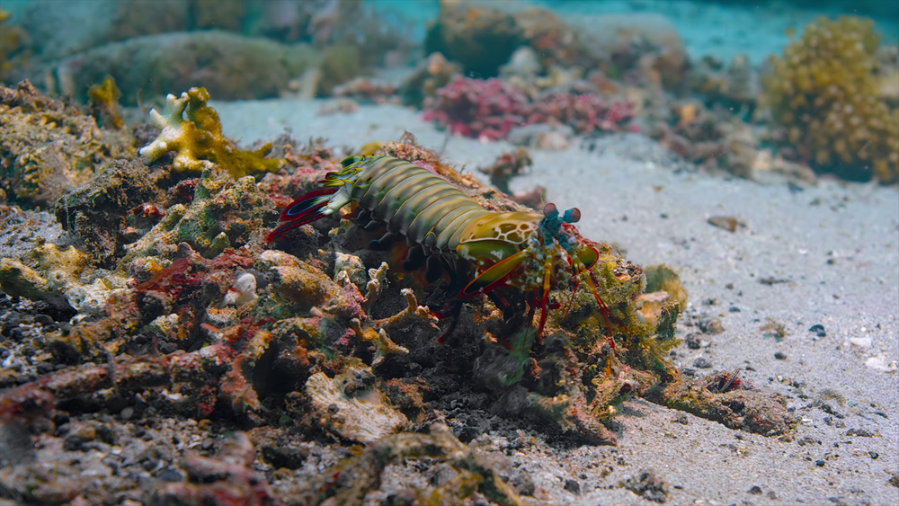 图片[7]-[BT下载][海豚礁][WEB-MP4/2.09GB][中文字幕][4K-2160P][H265编码][流媒体][PandaQT]-影音屋