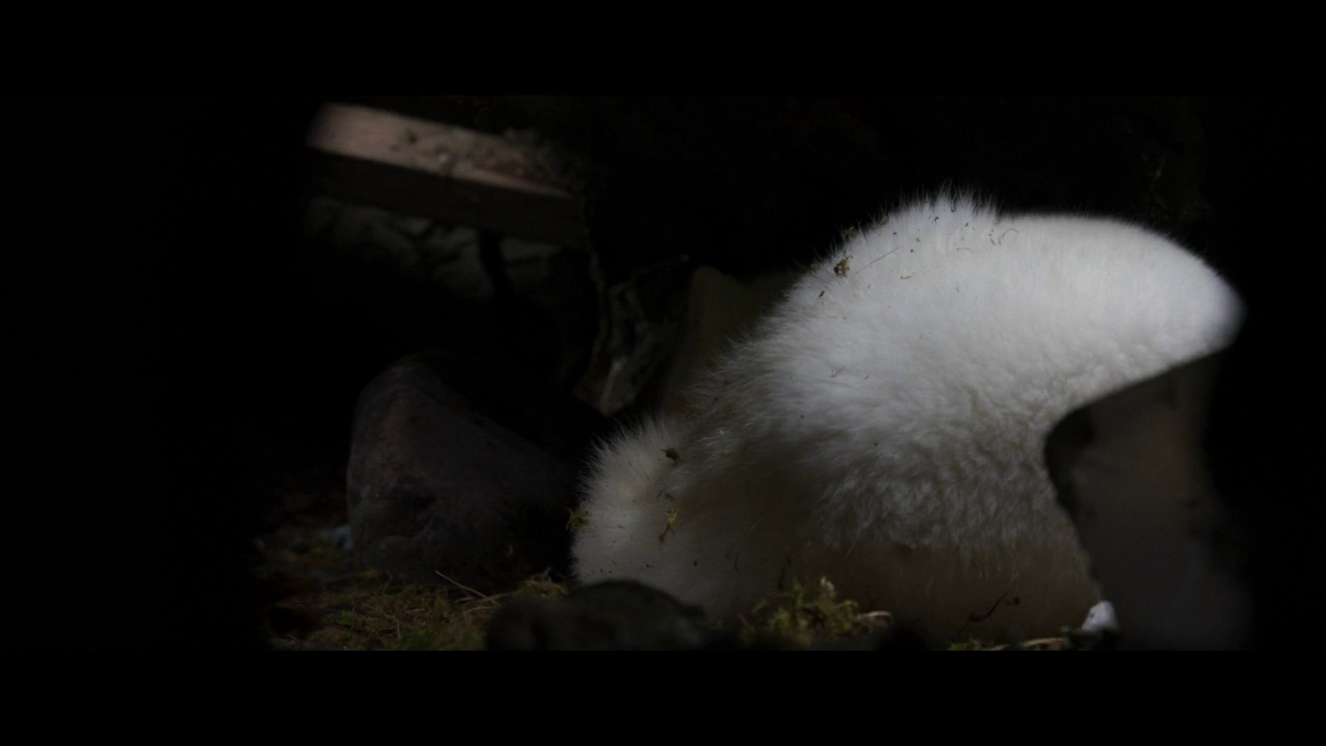 图片[6]-[BT下载][北极小迷狐吉娜&尤克][WEB-MKV/4.46GB][中文字幕][1080P][流媒体][DreamHD]-影音屋