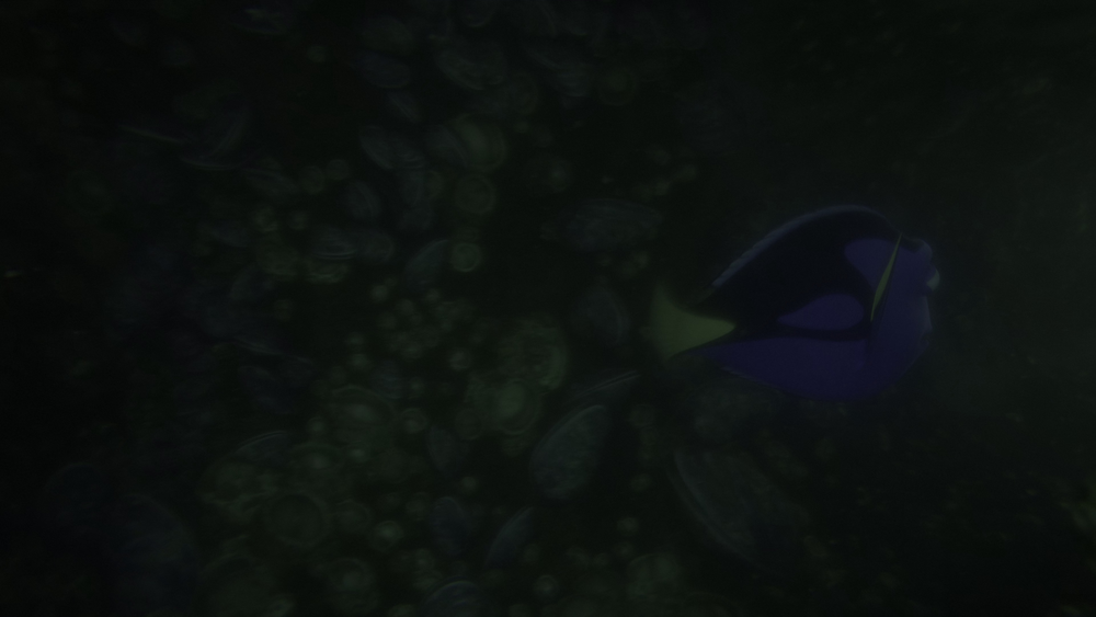 图片[5]-[BT下载][海底总动员2：多莉去哪儿][WEB-MKV/17.18GB][无字片源][4K-2160P][HDR版本][H265编码][流媒体][PandaQT]-影音屋