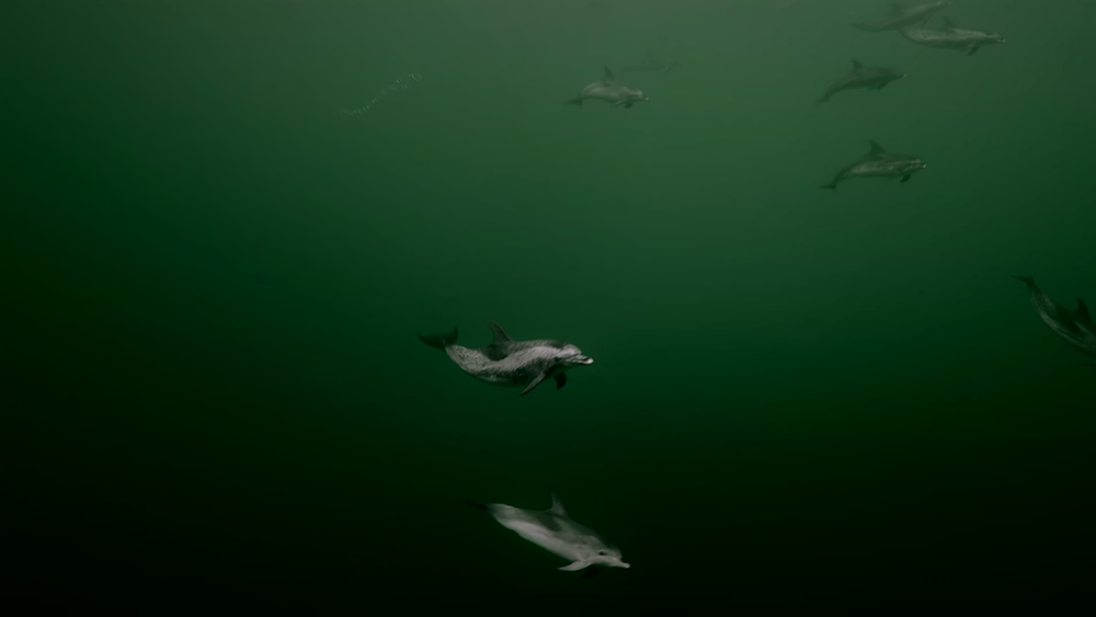 图片[7]-[BT下载][摄影师贝尔蒂与海豚零距离][WEB-MKV/5.19GB][简繁英字幕][4K-2160P][杜比视界版本][H265编码][流媒体][DreamHD]-影音屋