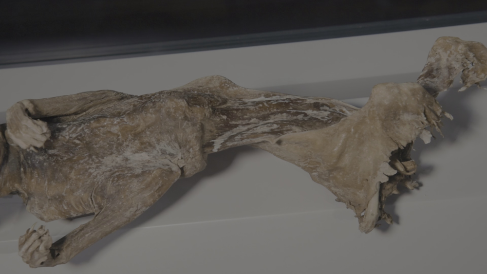 图片[5]-[BT下载][喵星人的奇思妙想][WEB-MKV/8.35GB][简繁英字幕][4K-2160P][HDR版本][H265编码][流媒体][QuickIO]-影音屋