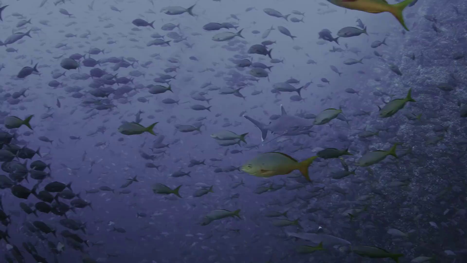 图片[6]-[BT下载][狂野太平洋][WEB-MP4/0.64GB][中文字幕][1080P][流媒体][PandaQT]-影音屋