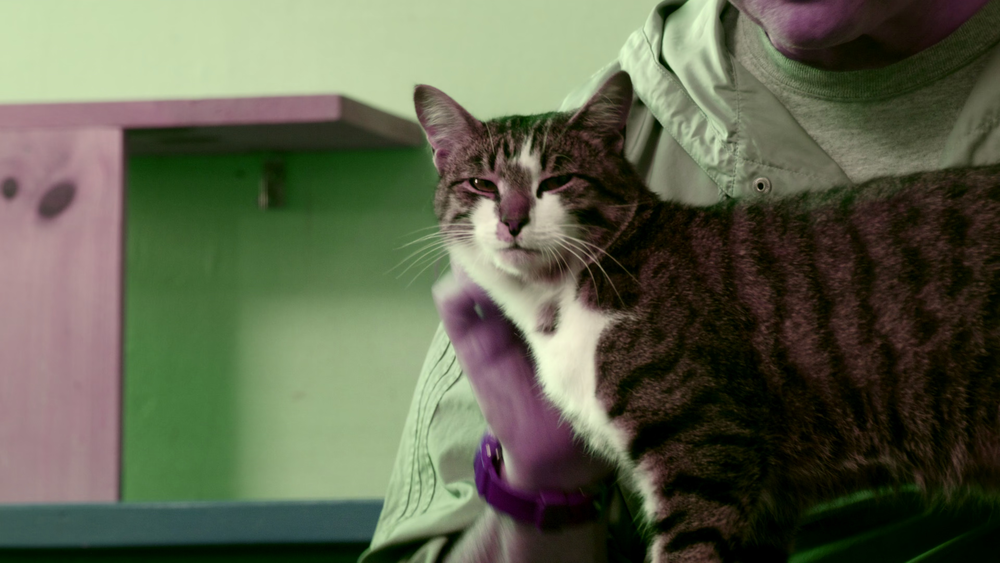 图片[3]-[BT下载][喵星人的奇思妙想][WEB-MKV/9.11GB][简繁英字幕][4K-2160P][杜比视界版本][H265编码][流媒体][QuickIO]-影音屋