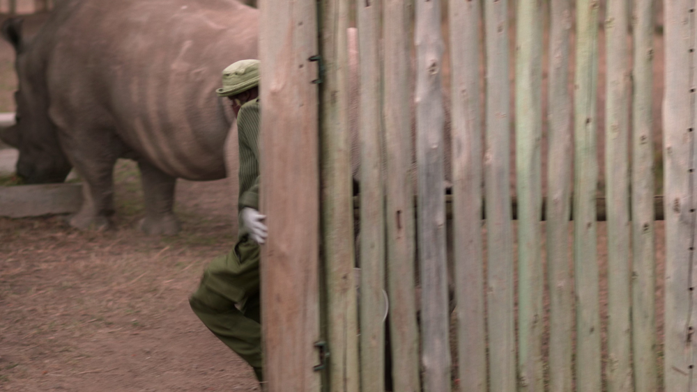 图片[2]-[BT下载][The.Last.Rhinos:.A.New.Hope][WEB-MKV/3.68GB][无字片源][4K-2160P][H265编码][流媒体][DreamHD]-影音屋