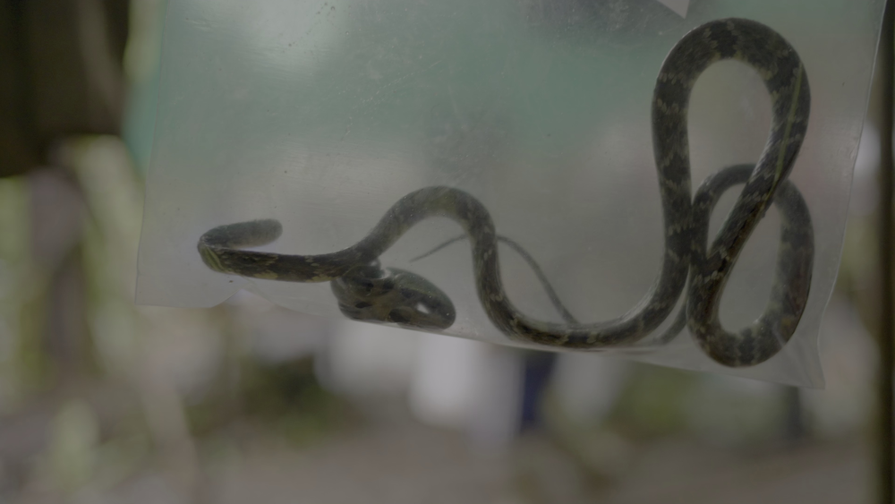 图片[3]-[BT下载][探险家：攀登特普伊山脉][WEB-MKV/6.61GB][国英多音轨/简繁英字幕][4K-2160P][HDR+杜比视界双版本][H265编码][流媒体]-影音屋