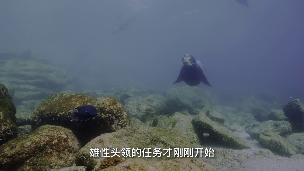 图片[4]-[BT下载][狂野太平洋][WEB-MP4/1.34GB][中文字幕][4K-2160P][H265编码][流媒体][PandaQT]-影音屋