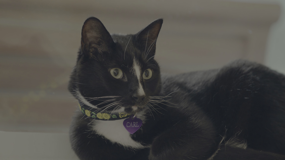 图片[2]-[BT下载][喵星人的奇思妙想][WEB-MKV/8.35GB][简繁英字幕][4K-2160P][HDR版本][H265编码][流媒体][QuickIO]-影音屋