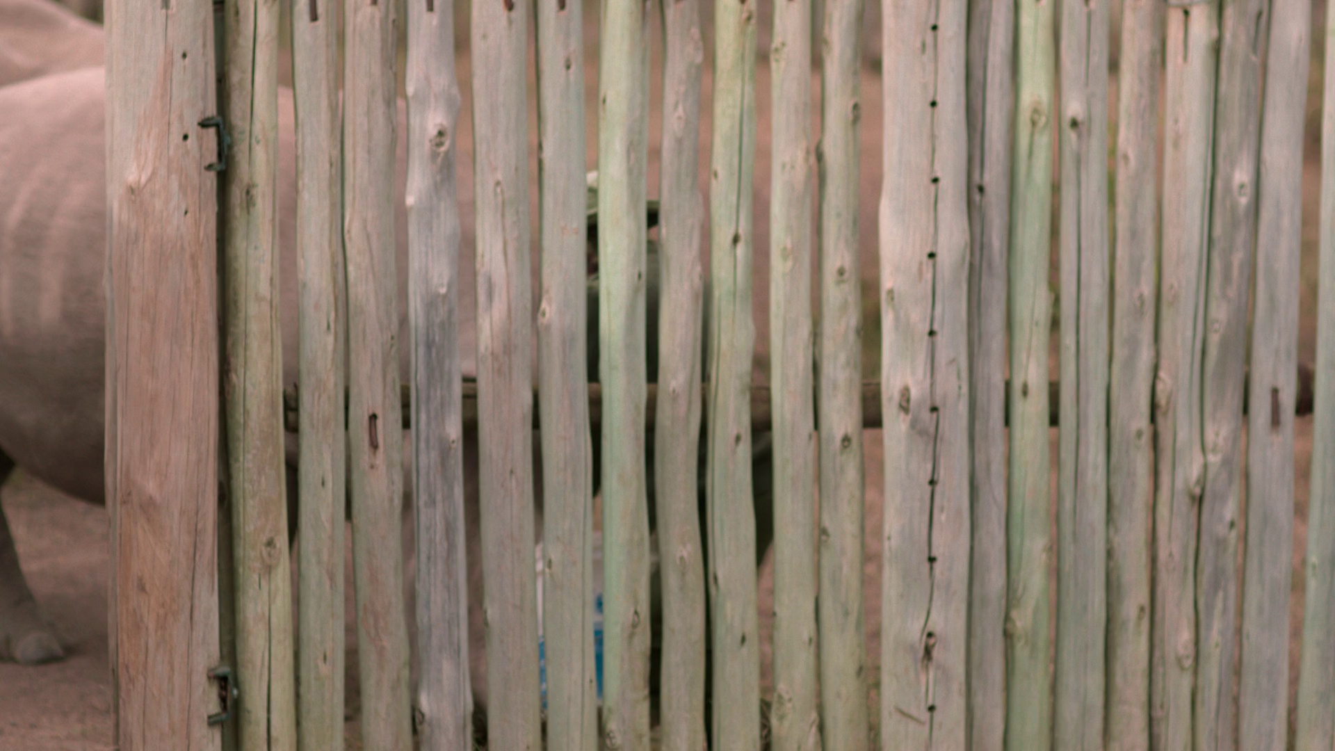 图片[2]-[BT下载][The.Last.Rhinos:.A.New.Hope][WEB-MKV/1.95GB][无字片源][1080P][流媒体][DreamHD]-影音屋