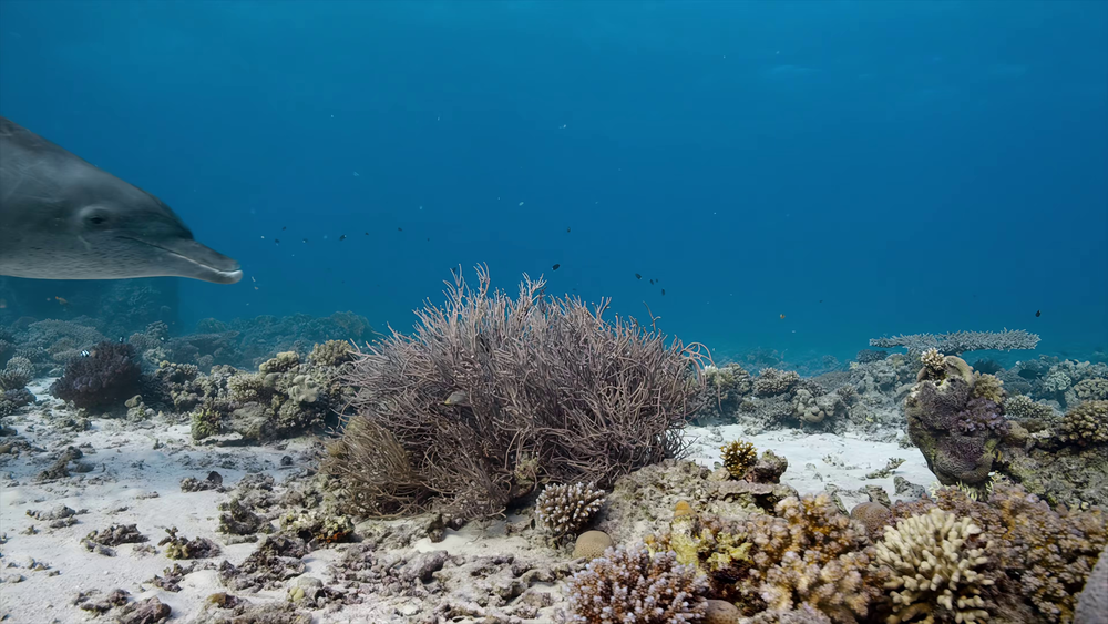 图片[4]-[BT下载][海豚礁][WEB-MP4/2.09GB][中文字幕][4K-2160P][H265编码][流媒体][PandaQT]-影音屋