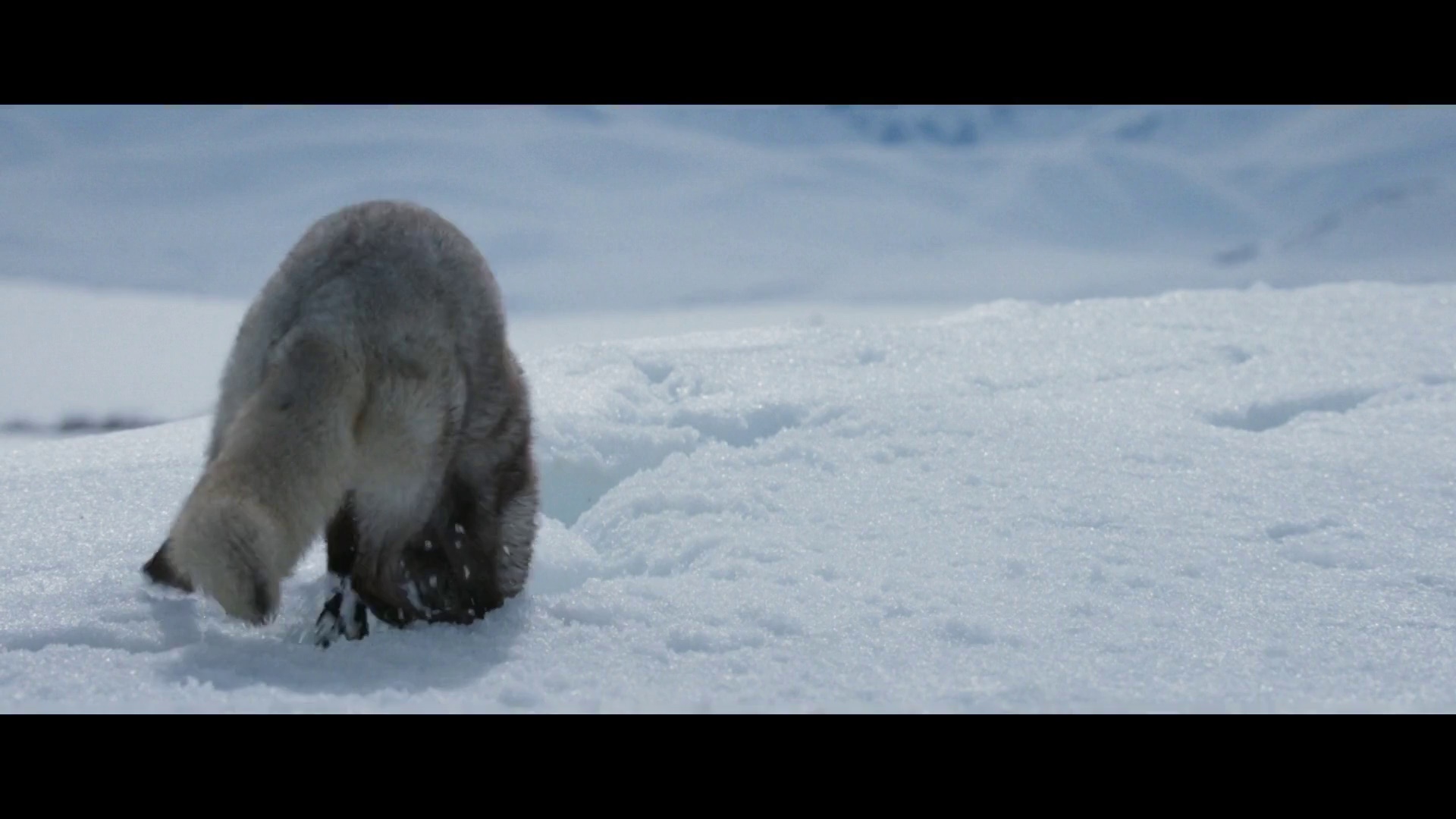 图片[2]-[BT下载][北极小迷狐吉娜&尤克][WEB-MKV/4.46GB][中文字幕][1080P][流媒体][DreamHD]-影音屋